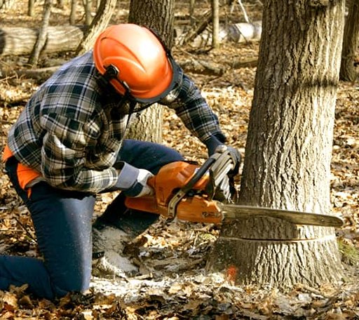 Tree Removal in Burkeville, TX